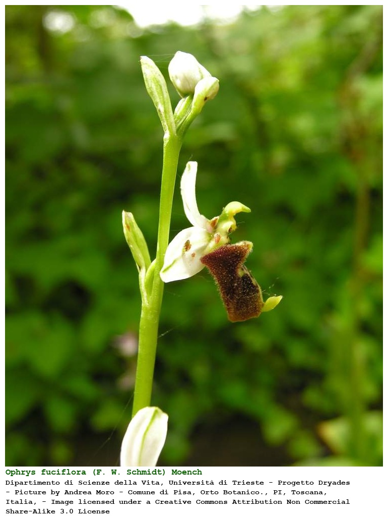 Ophrys fuciflora (F. W. Schmidt) Moench